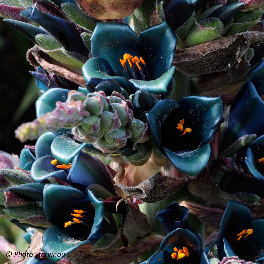 Puya berteroniana - Chagual