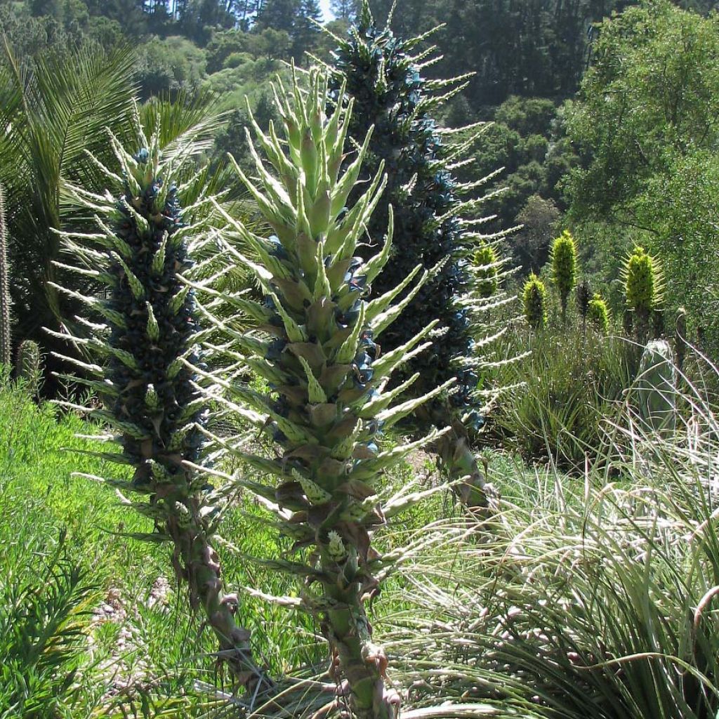 Puya berteroniana - Chagual