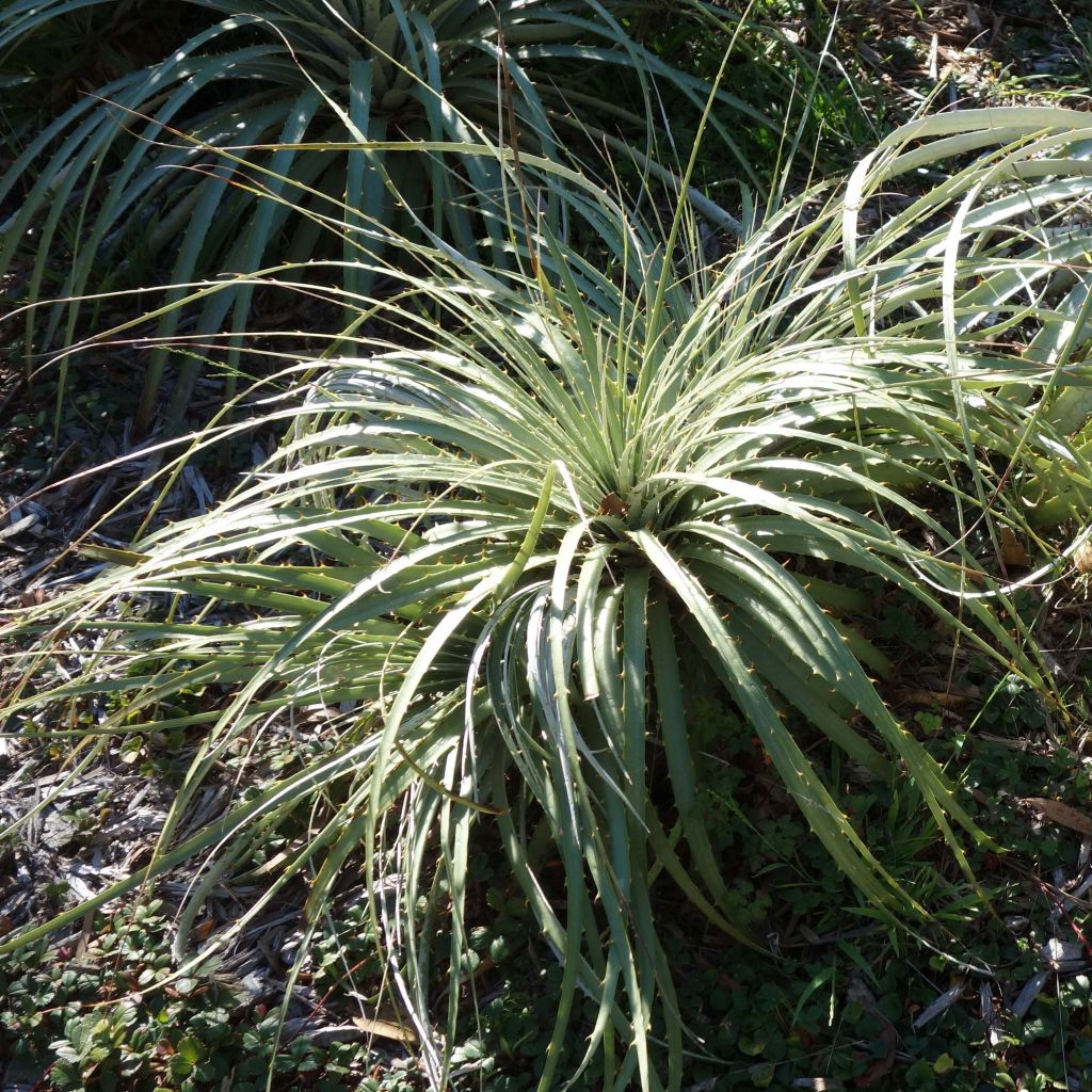 Puya berteroniana - Chagual