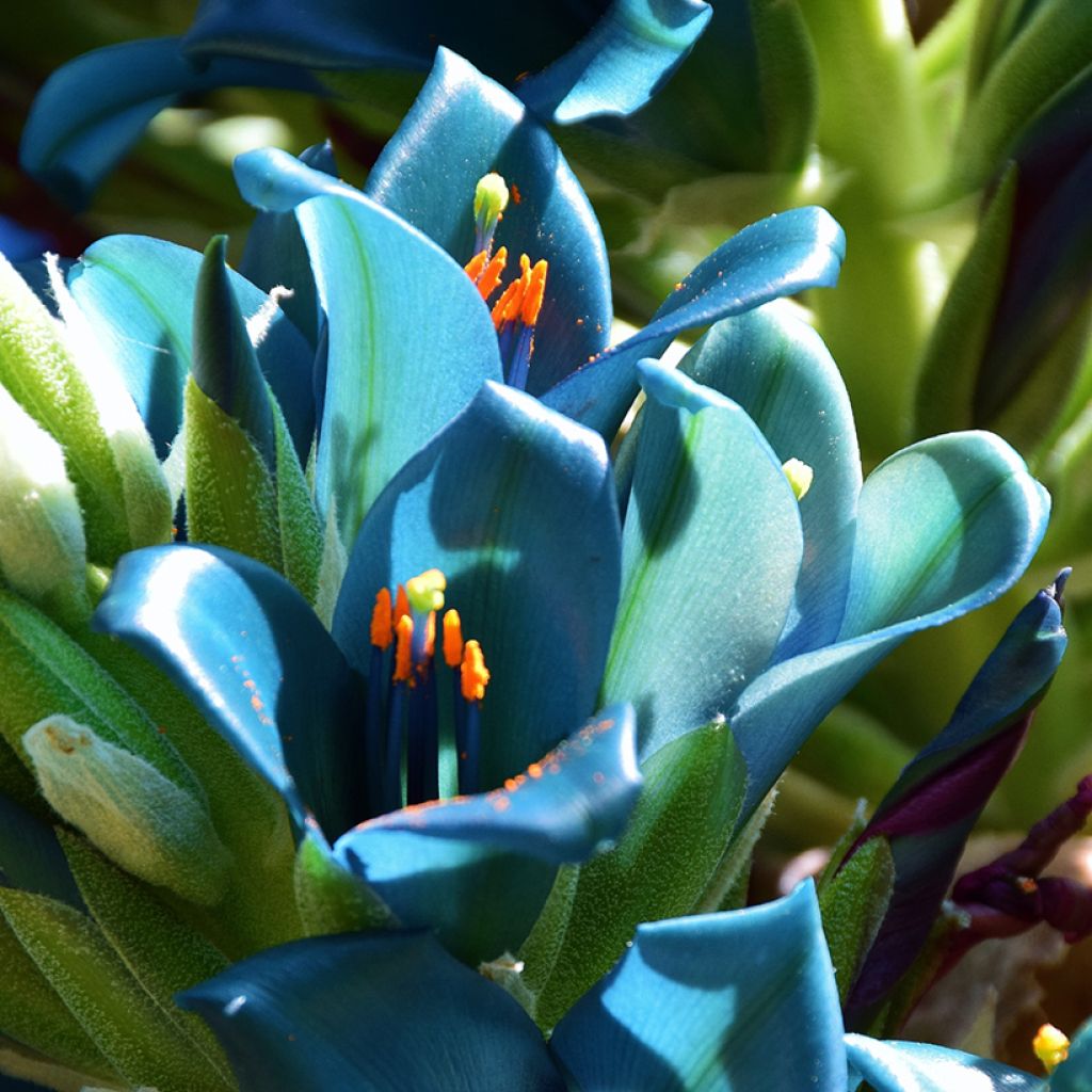 Puya berteroniana - Chagual