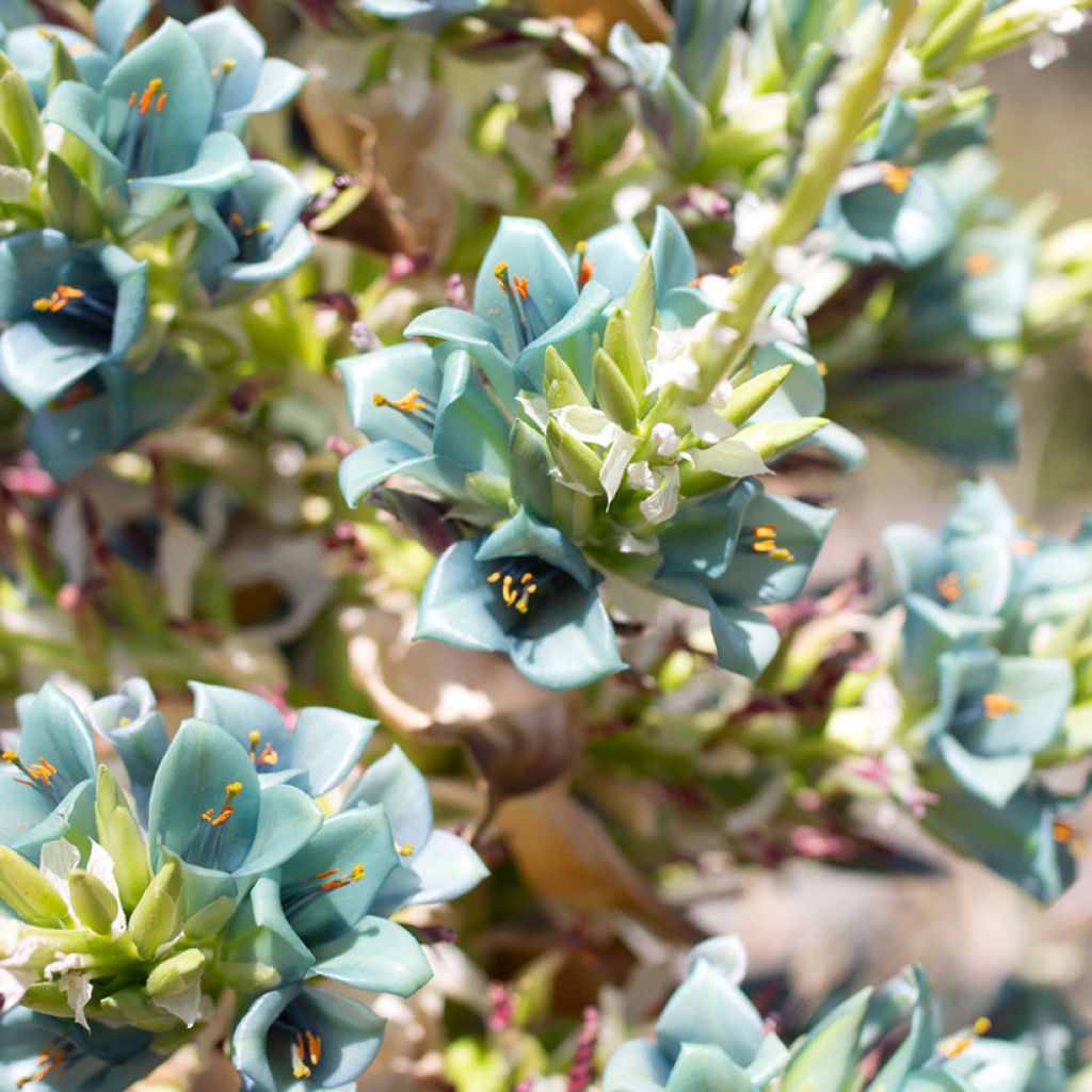 Puya berteroniana - Chagual