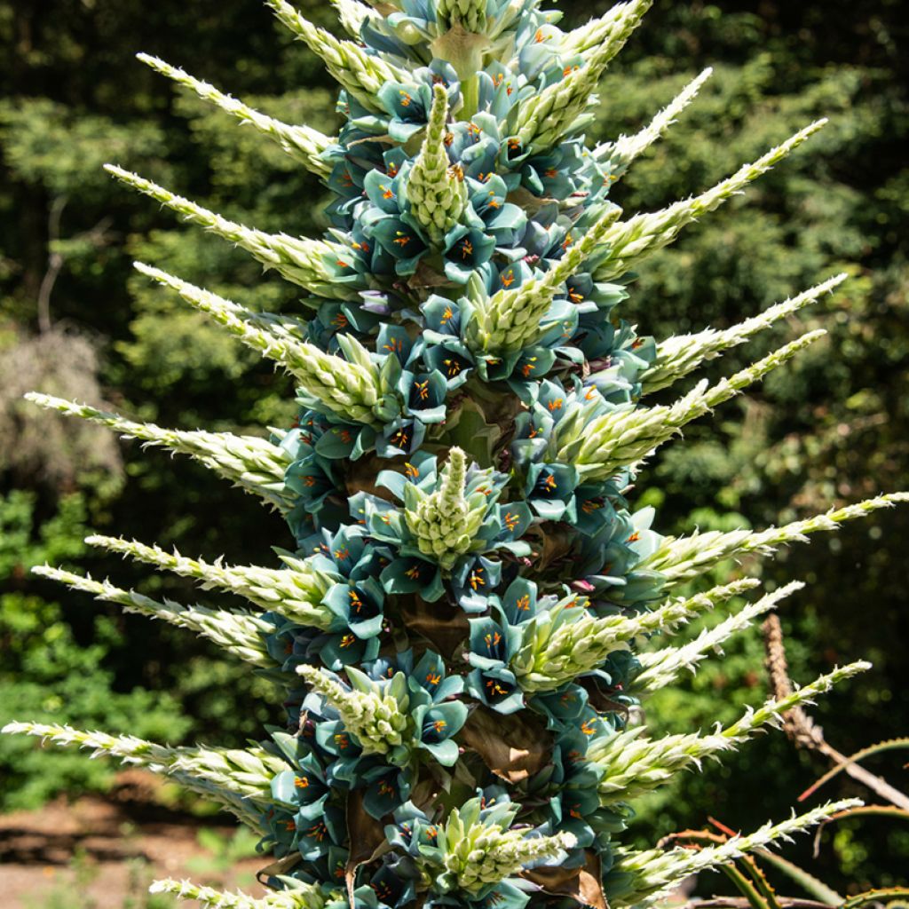 Puya berteroniana - Chagual