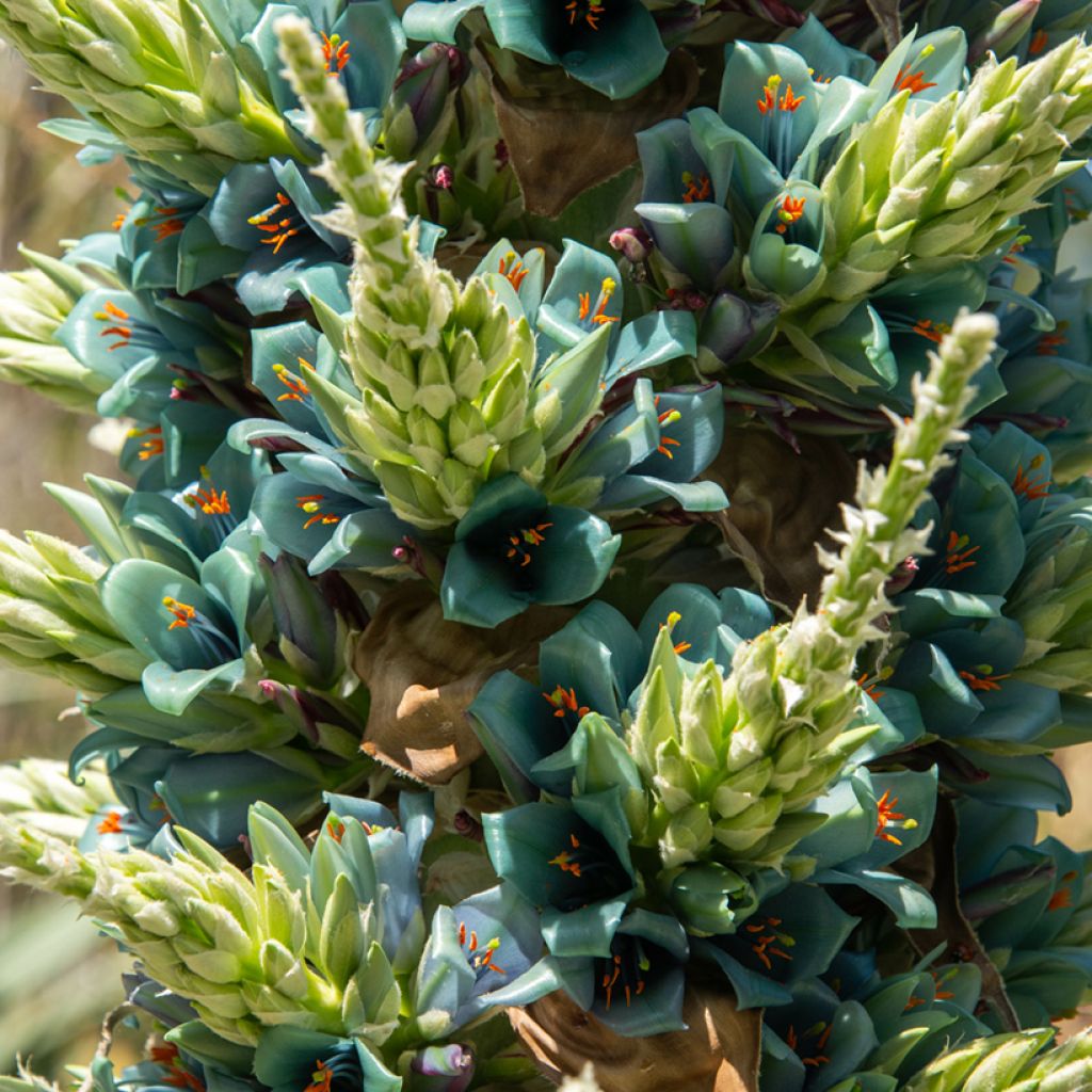 Puya berteroniana - Chagual