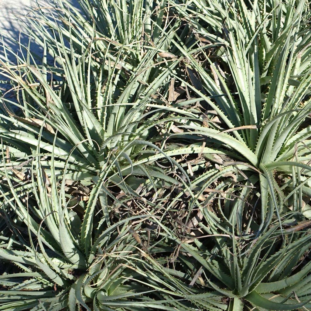 Puya venusta - Chagualillos