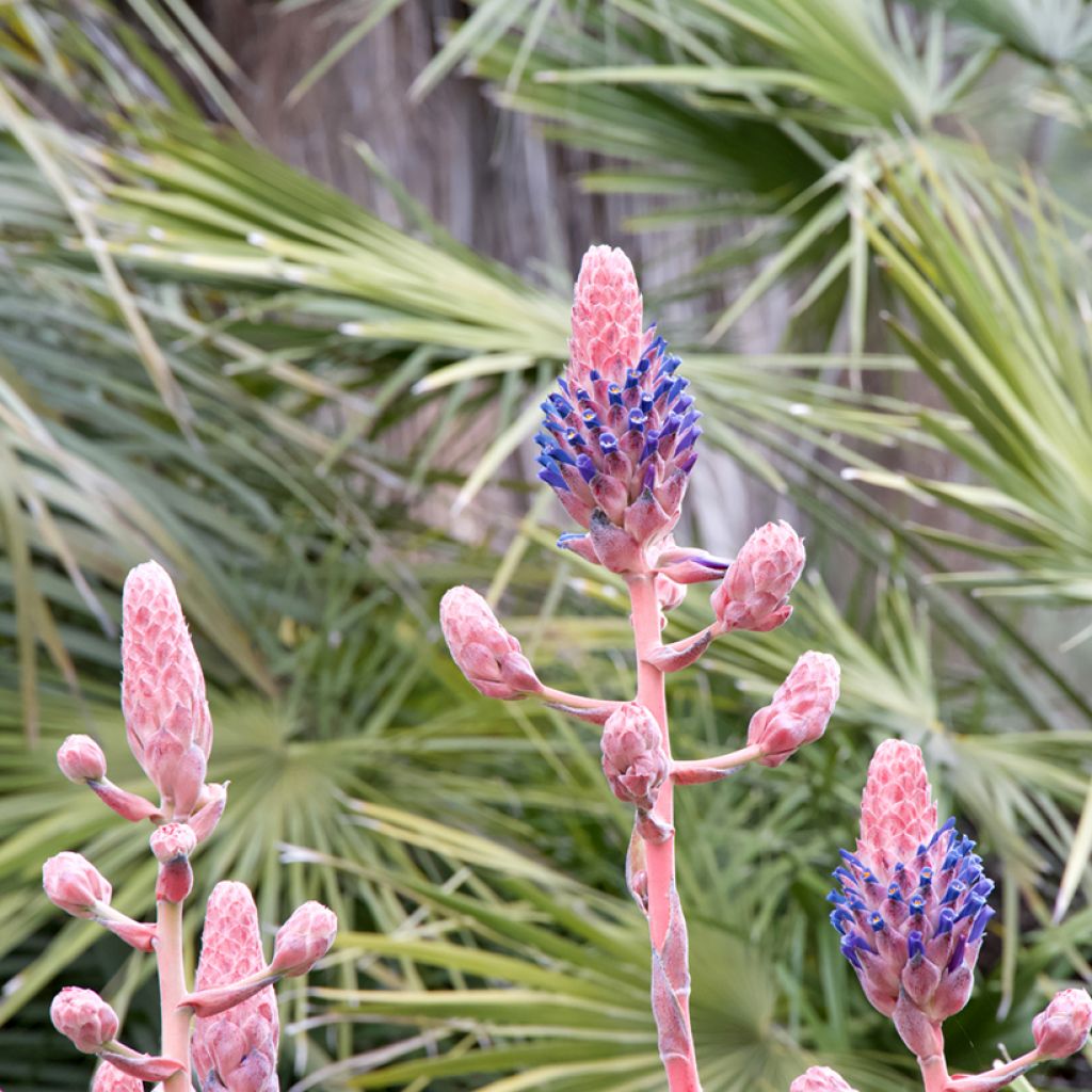 Puya venusta - Chagualillos