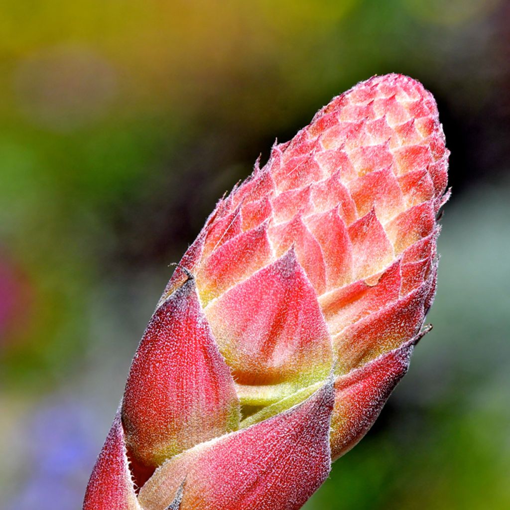 Puya venusta - Chagualillos