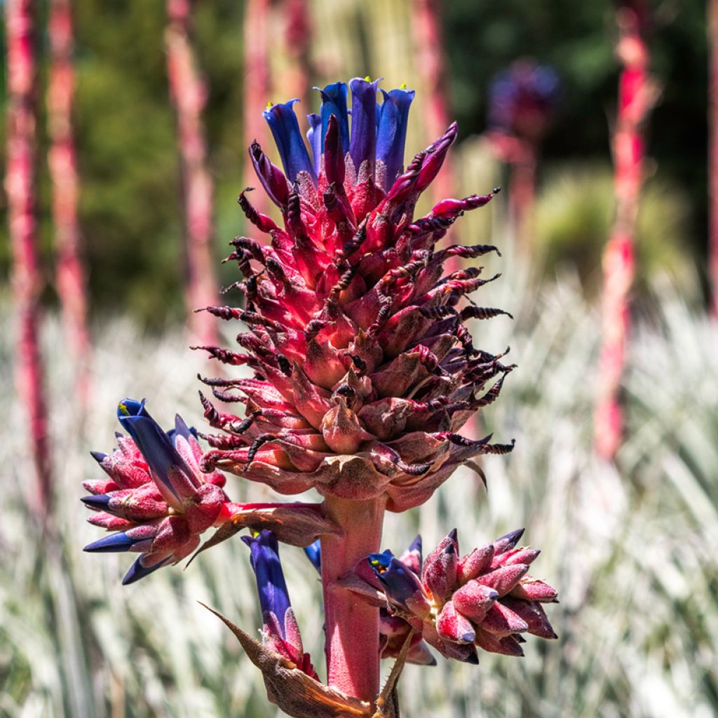 Puya venusta - Chagualillos