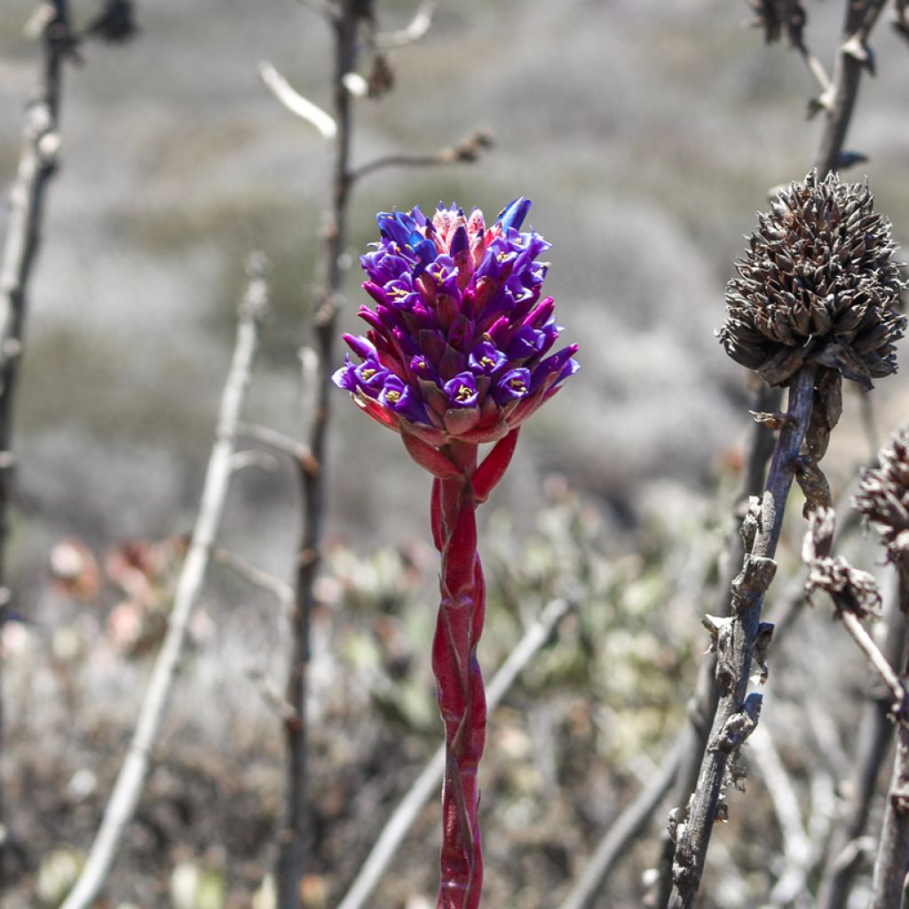 Puya venusta - Chagualillos