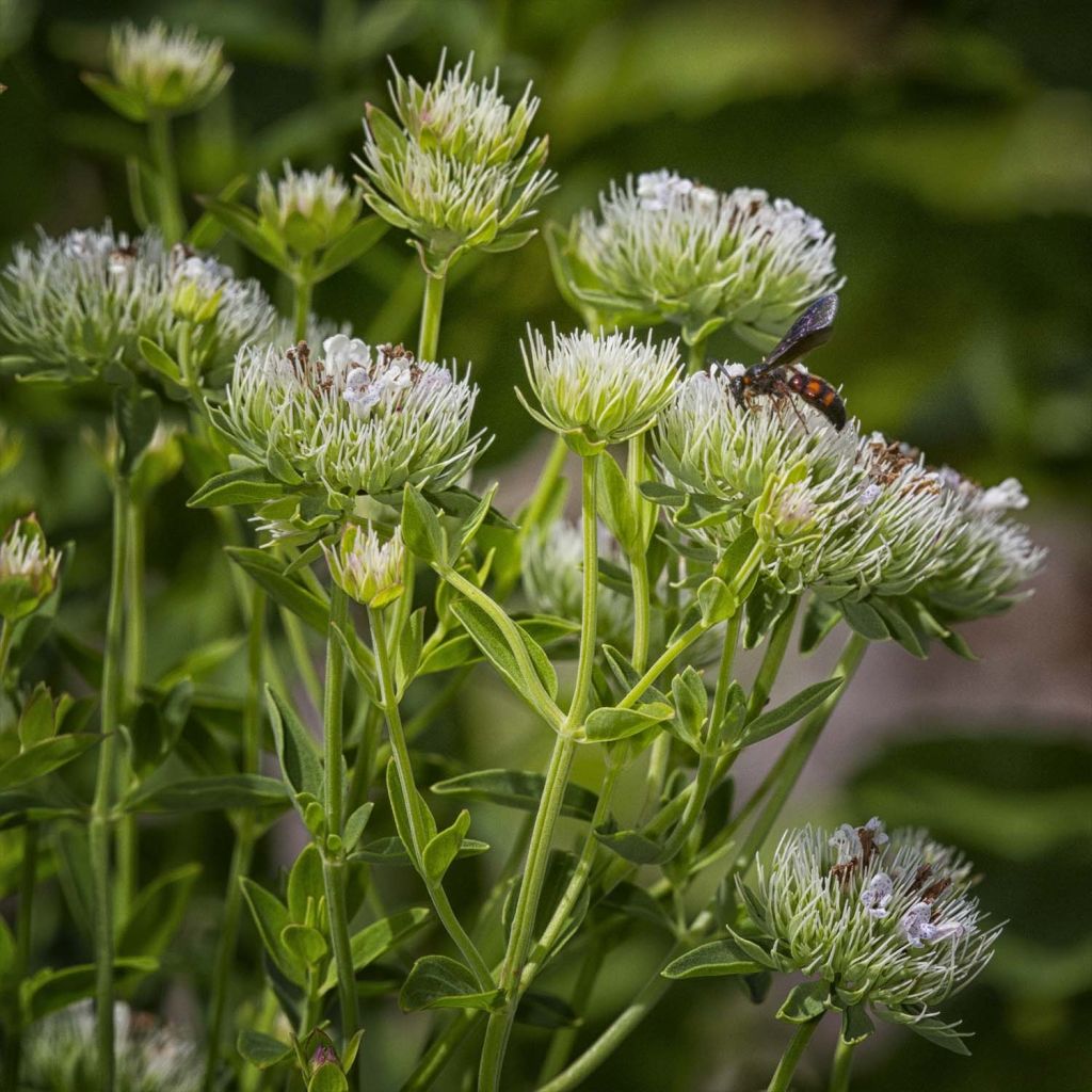 Menta de montaña - Pycnanthemum flexuosum