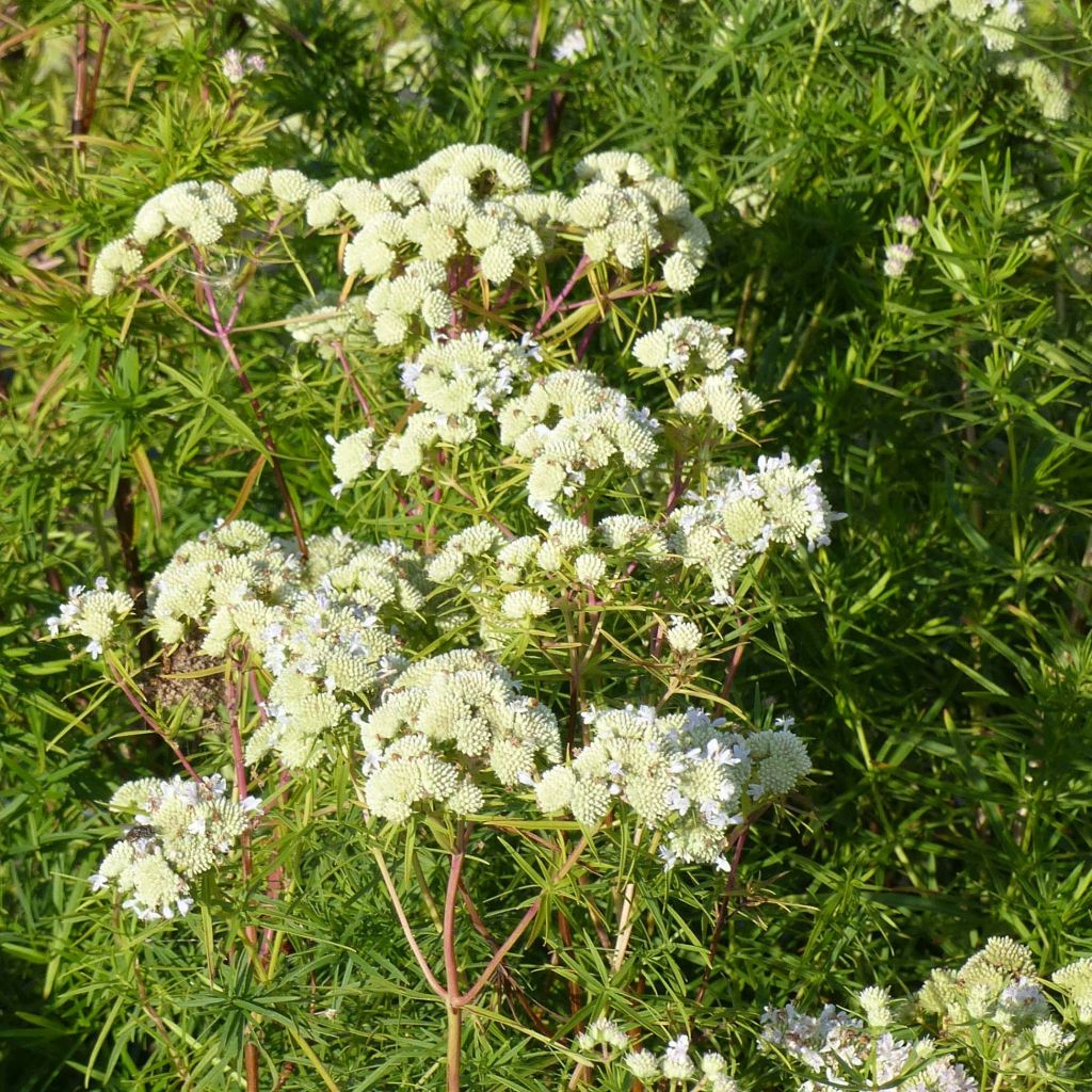 Menta de montaña - Pycnanthemum flexuosum