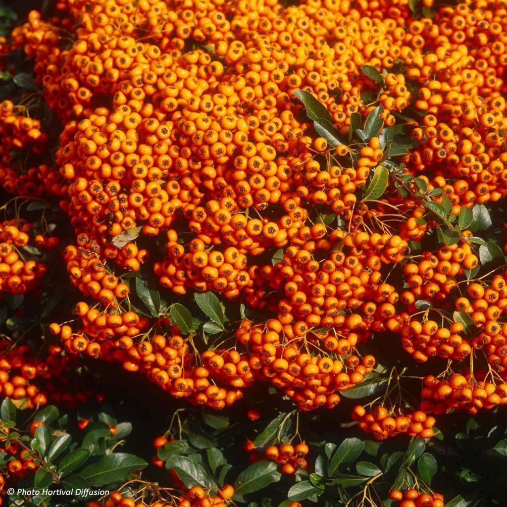 Piracanta coccinea SAPHYR Orange