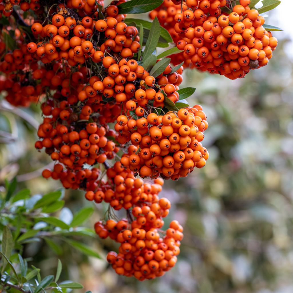 Piracanta coccinea SAPHYR Orange