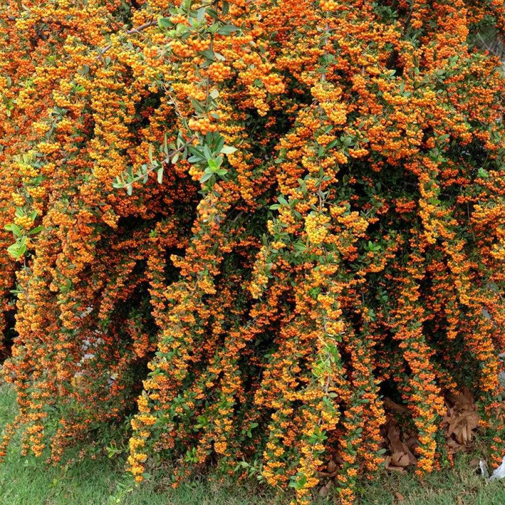 Piracanta coccinea SAPHYR Orange