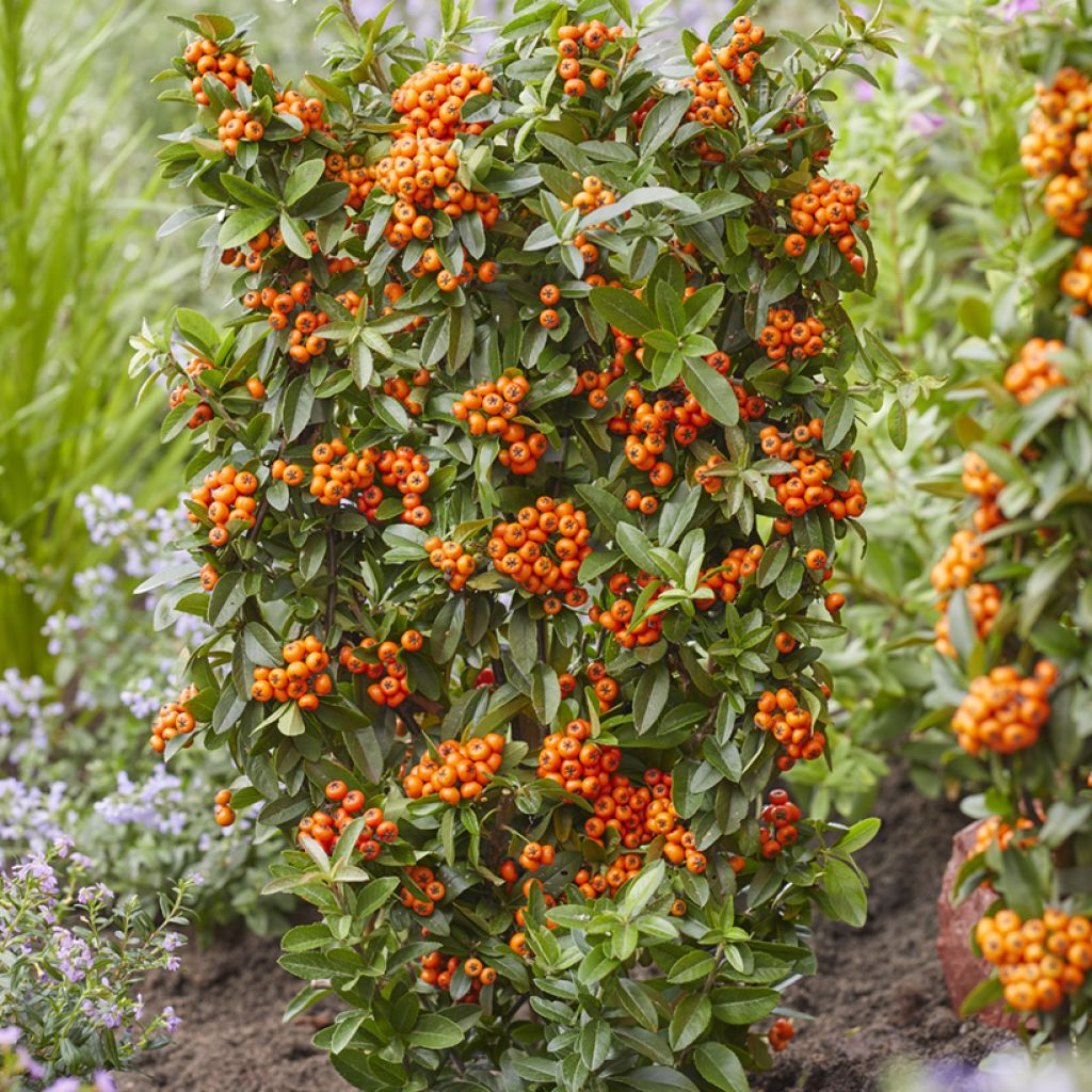 Piracanta coccinea Orange Star