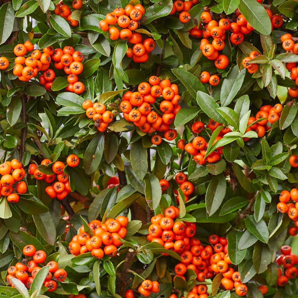 Piracanta coccinea Orange Star