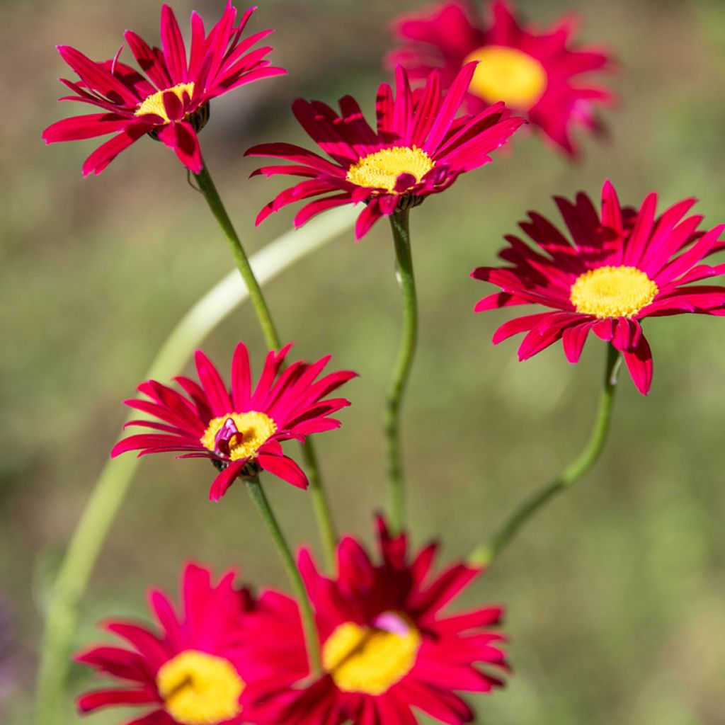 Tanacetum coccineum Robinson's Red