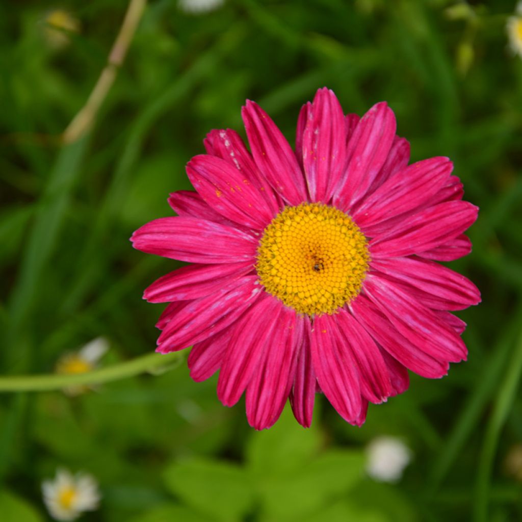 Tanacetum coccineum Robinson's Red