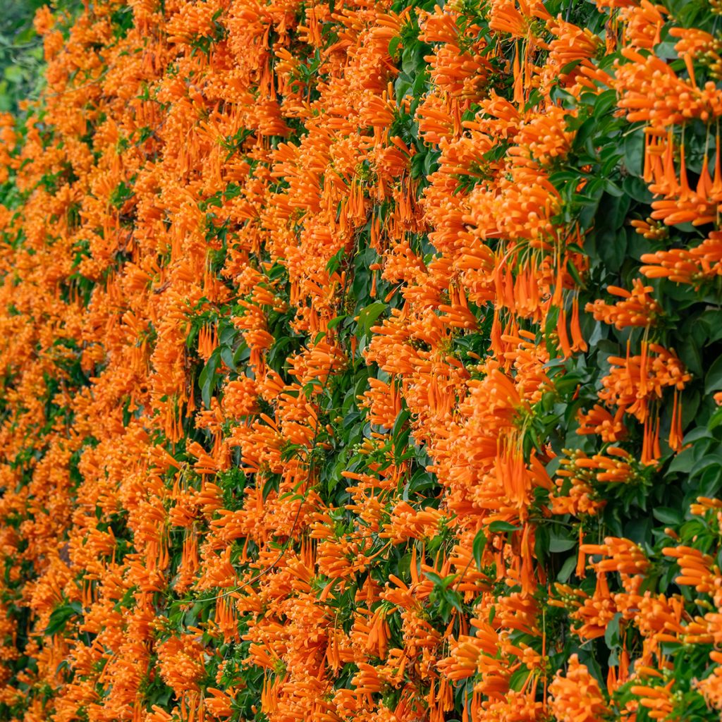 Pyrostegia venusta - Liane aurore, liane de feu