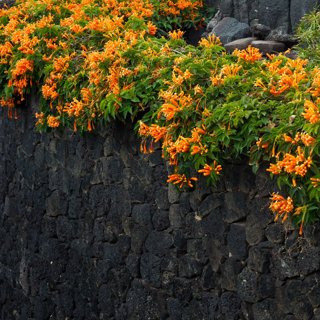 Pyrostegia venusta - Liane aurore, liane de feu