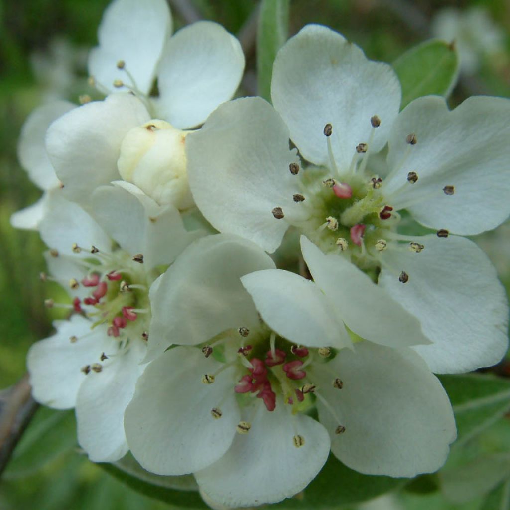 Pyrus salicifolia Pendula - Poirier pleureur à feuilles de saule