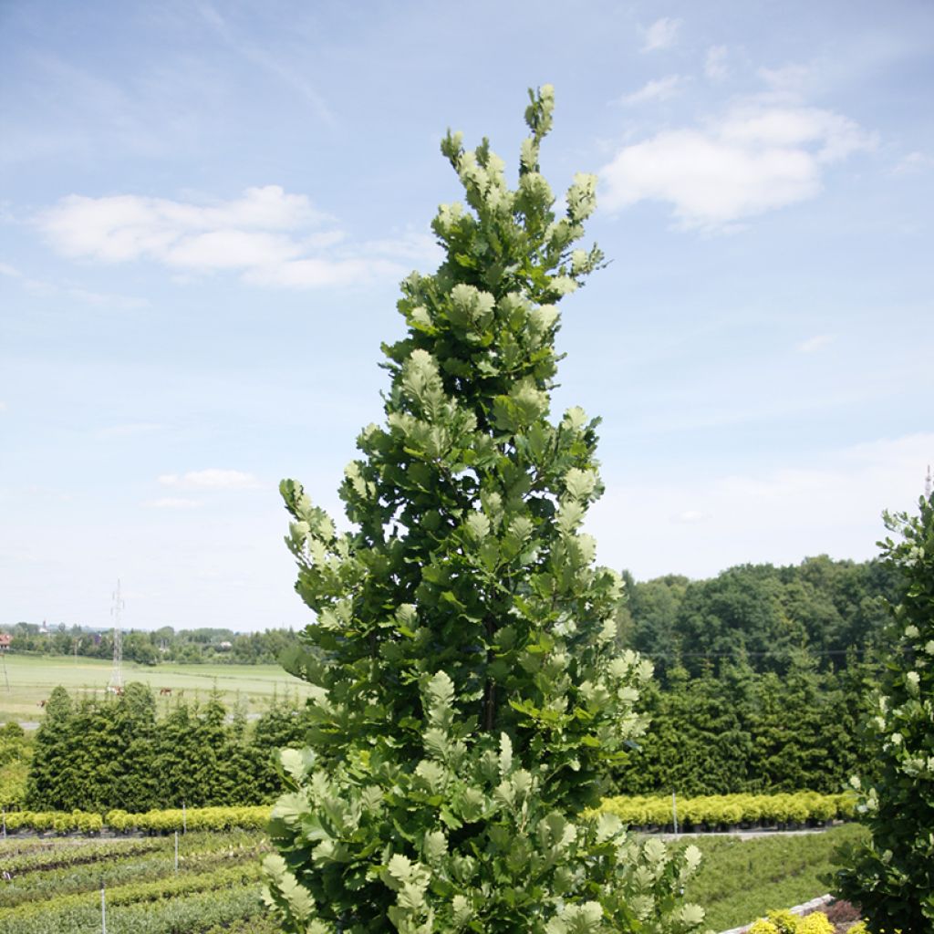 Chêne Monument - Quercus