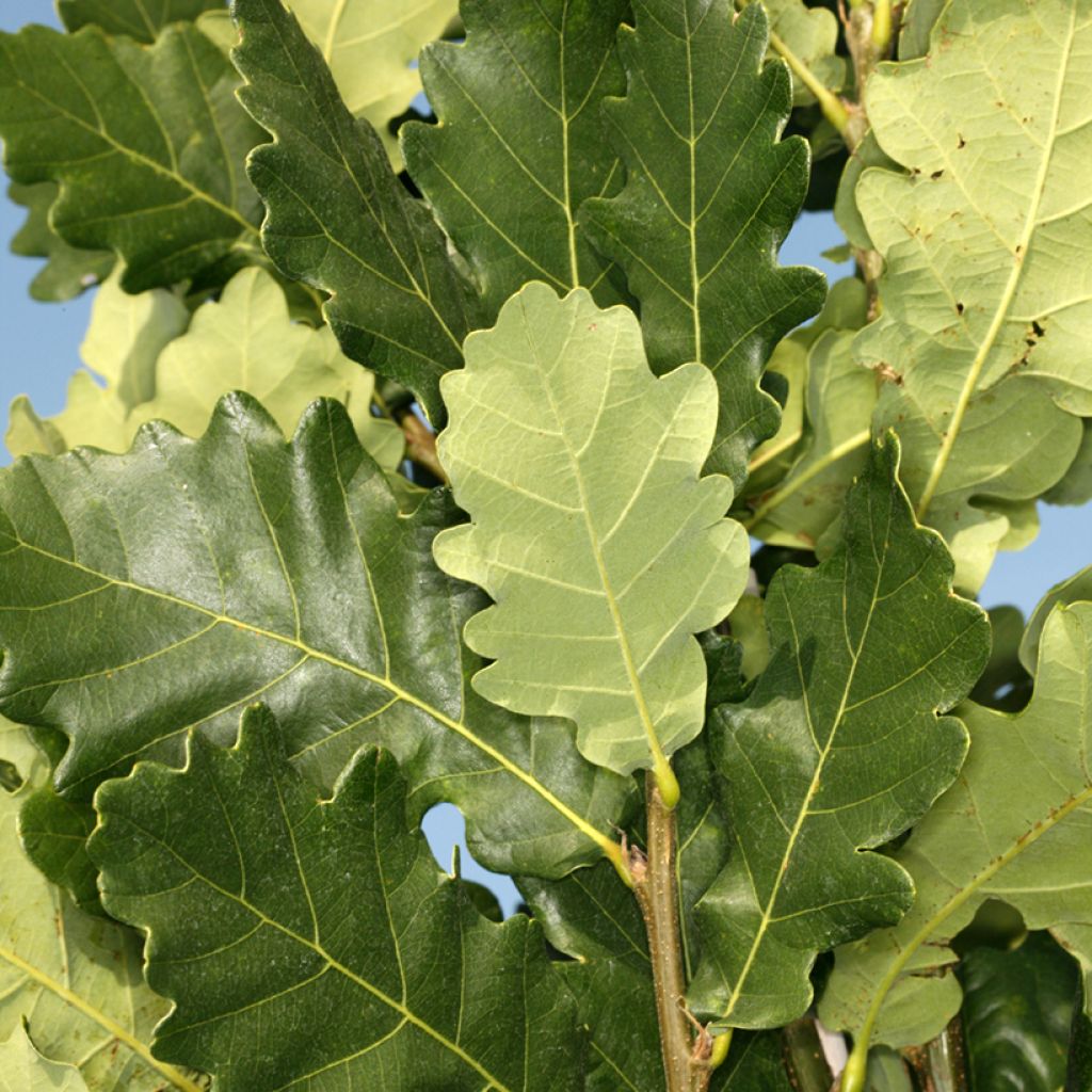 Quercus robur Monument - Roble común