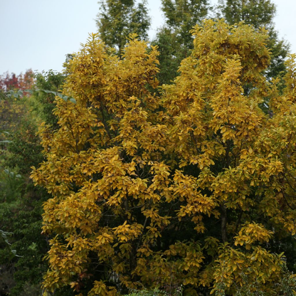 Quercus aliena