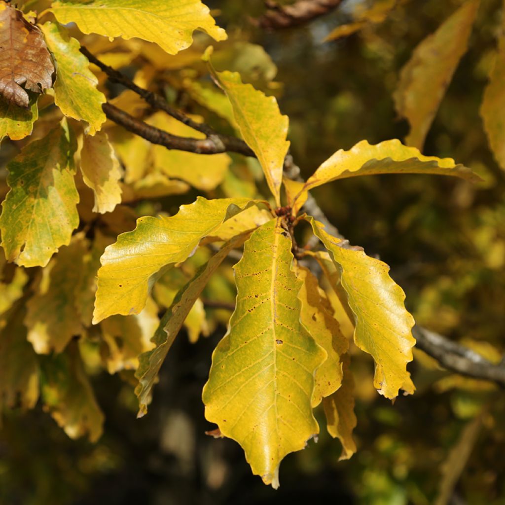 Quercus aliena