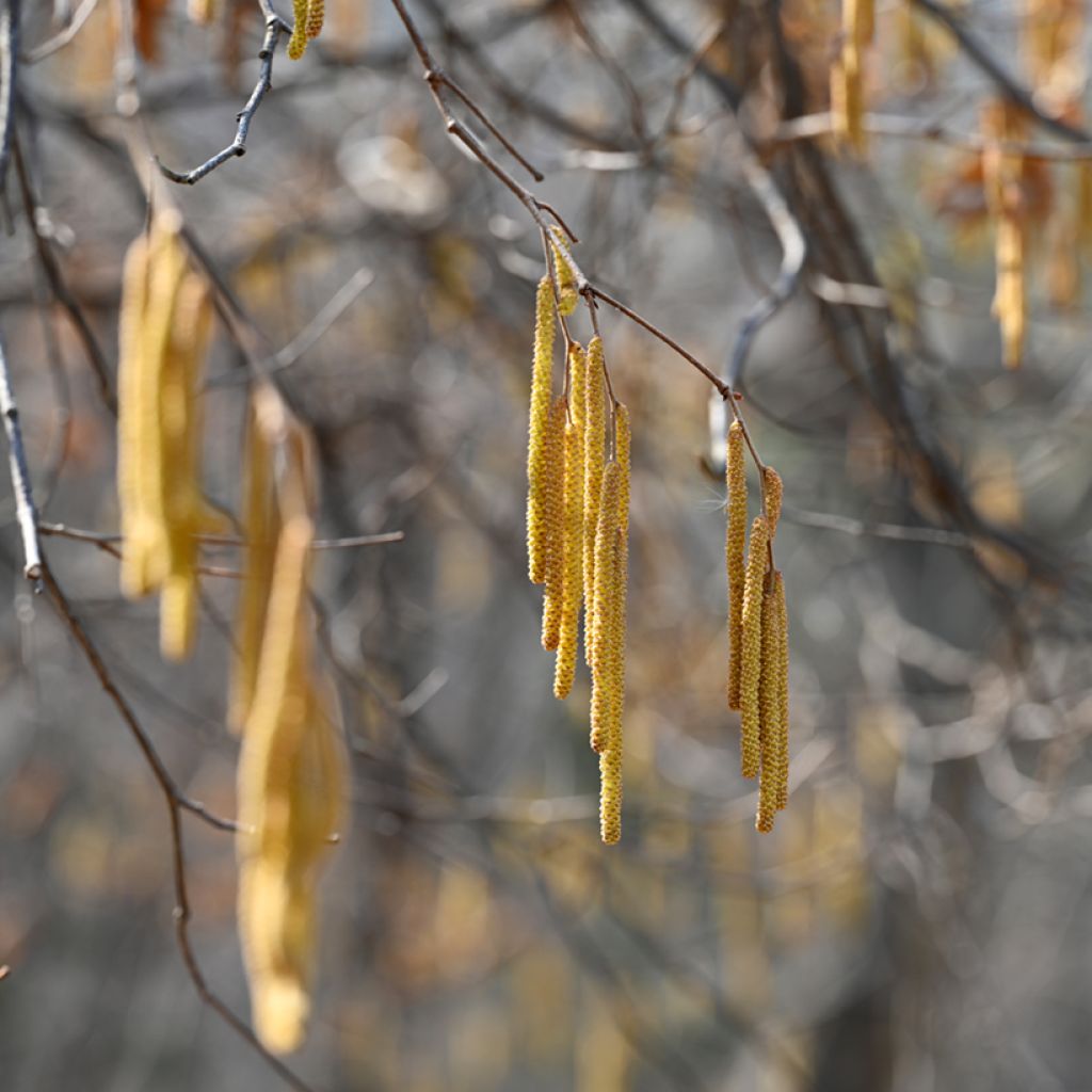 Quercus aliena