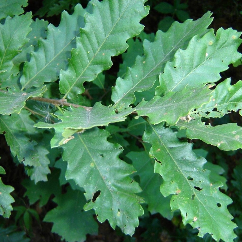 Roble de Turquía - Quercus cerris