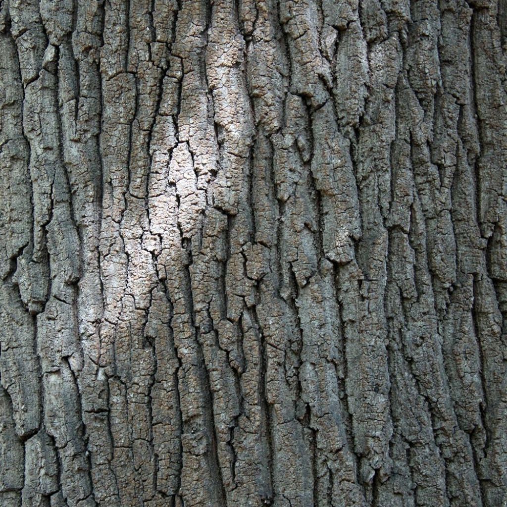 Roble de Turquía - Quercus cerris