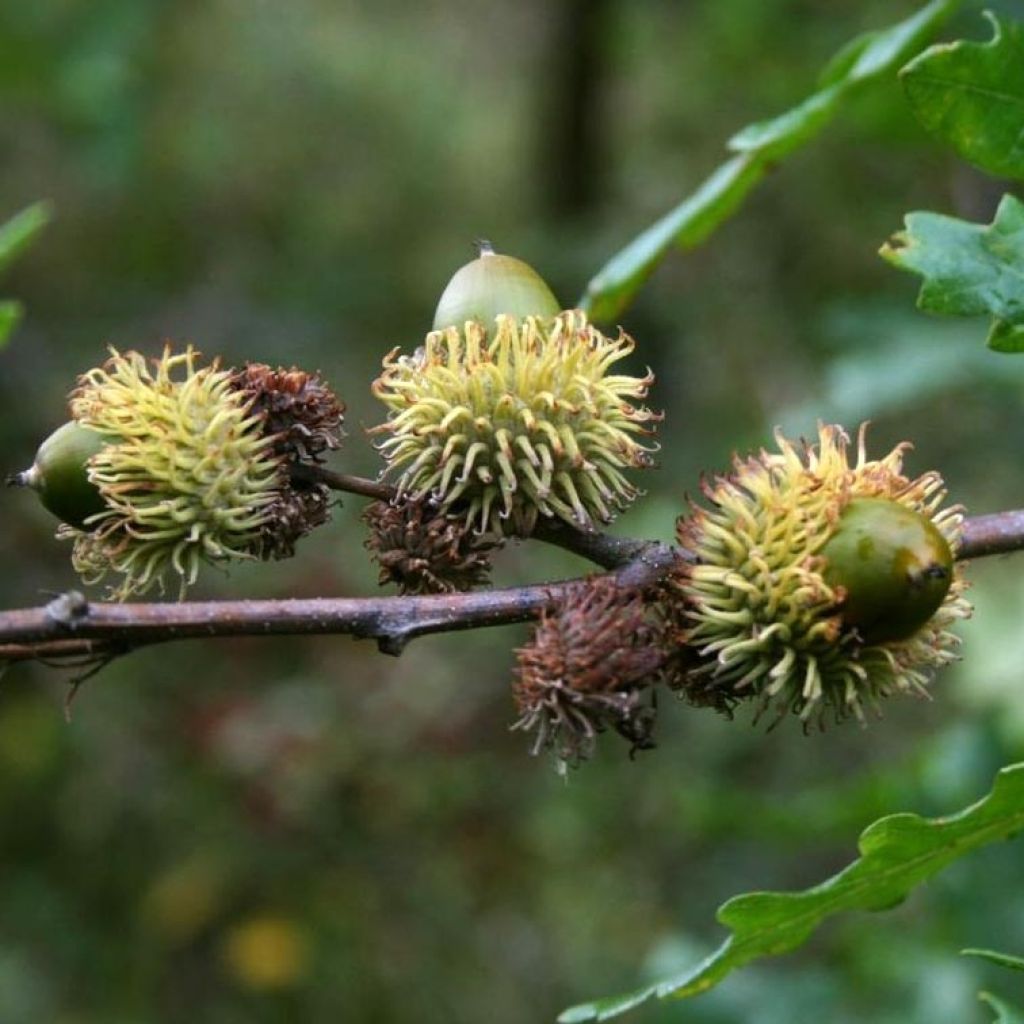 Roble de Turquía - Quercus cerris