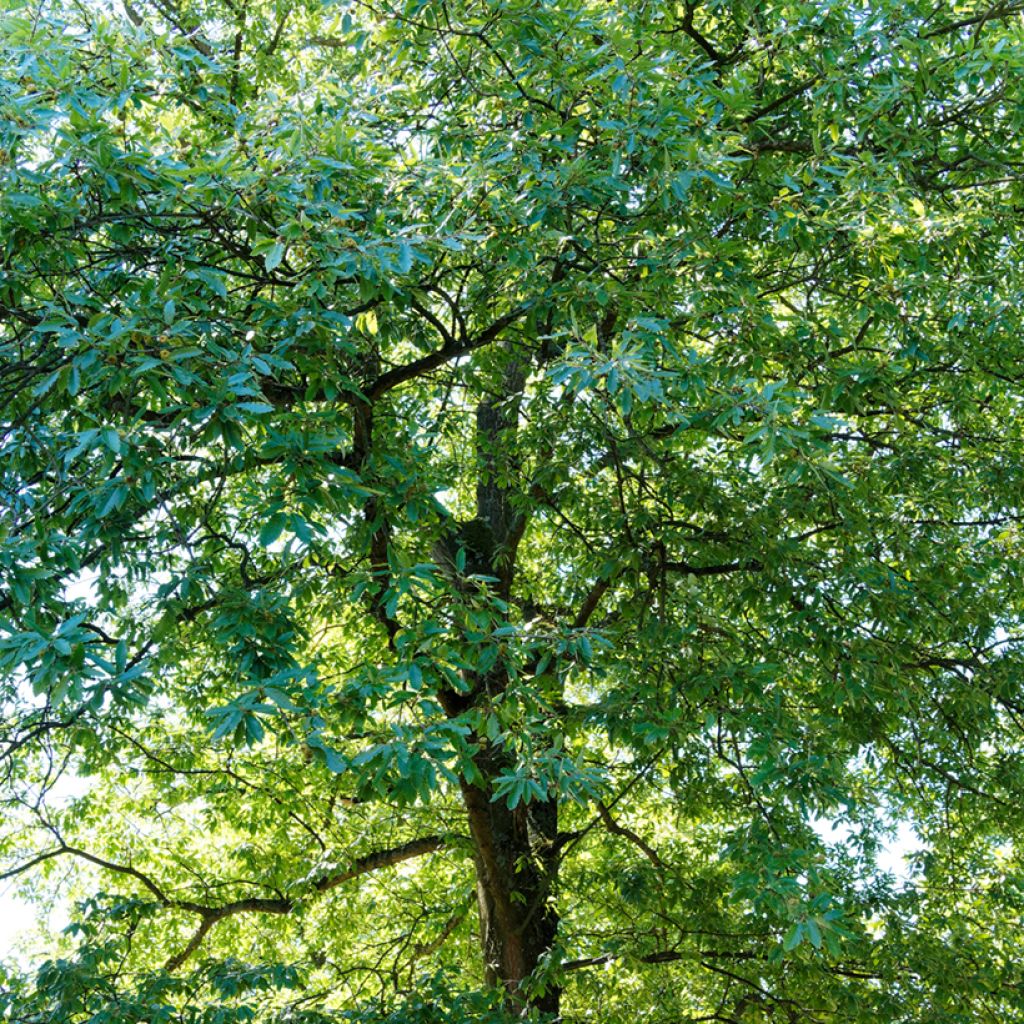 Roble de Turquía - Quercus cerris