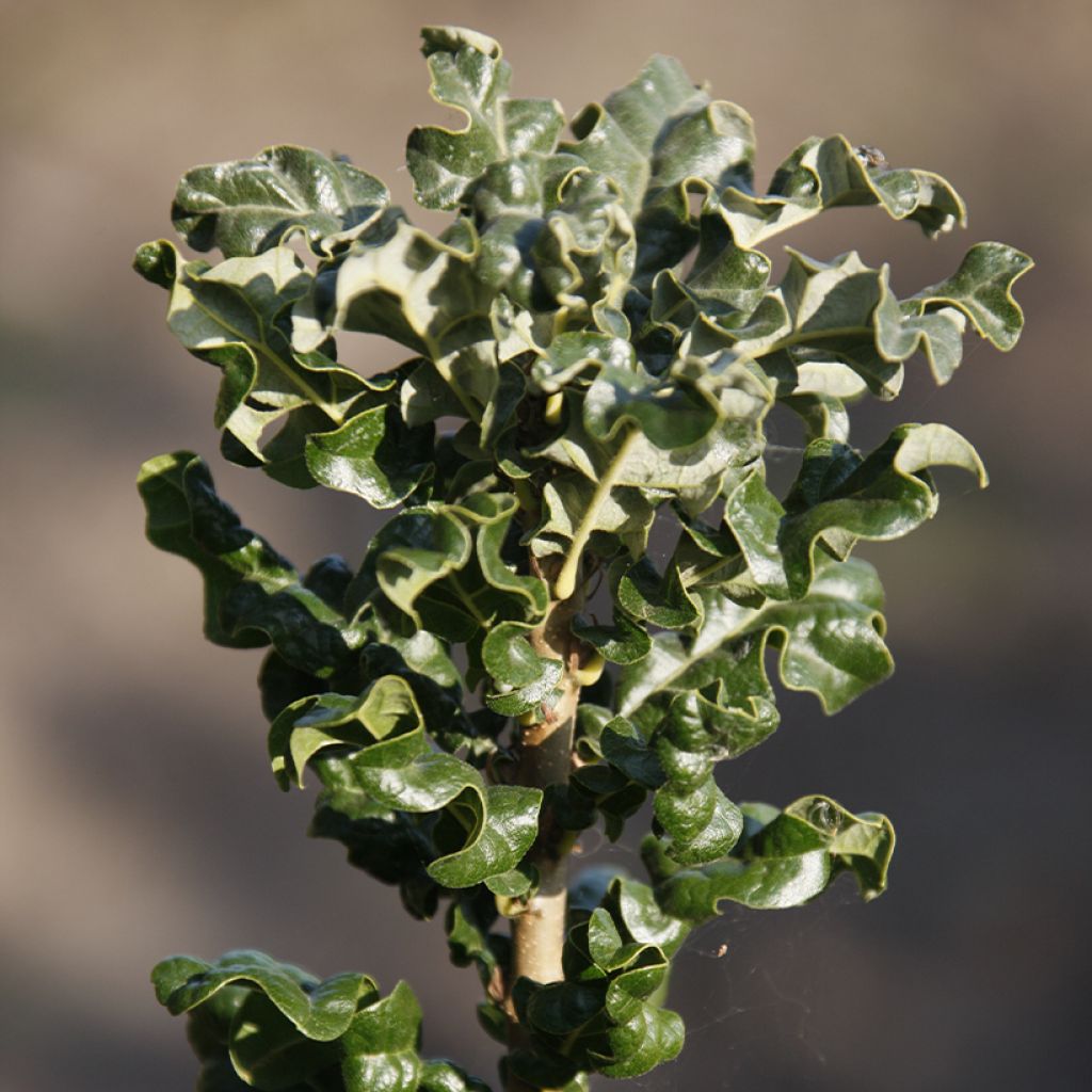 Quercus cerris Curly Head - Roble de Turquía