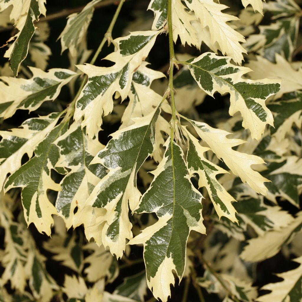 Quercus cerris Variegata - Roble de Turquía