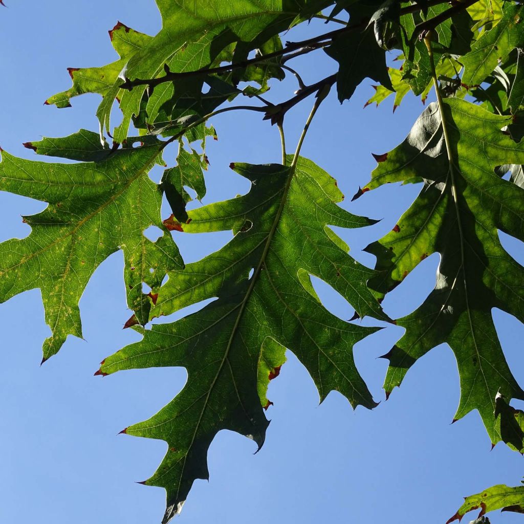 Chêne écarlate - Quercus coccinea Splendens