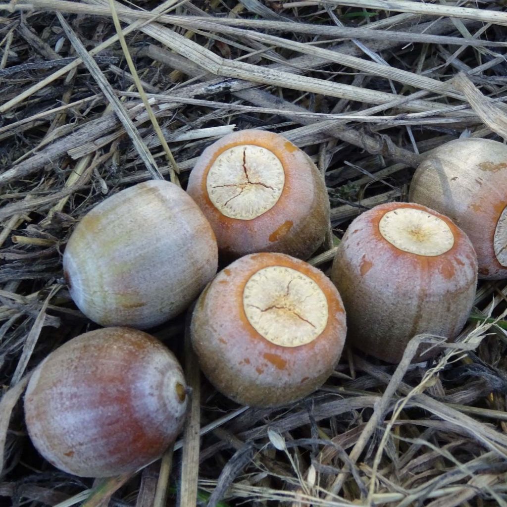 Chêne écarlate - Quercus coccinea Splendens