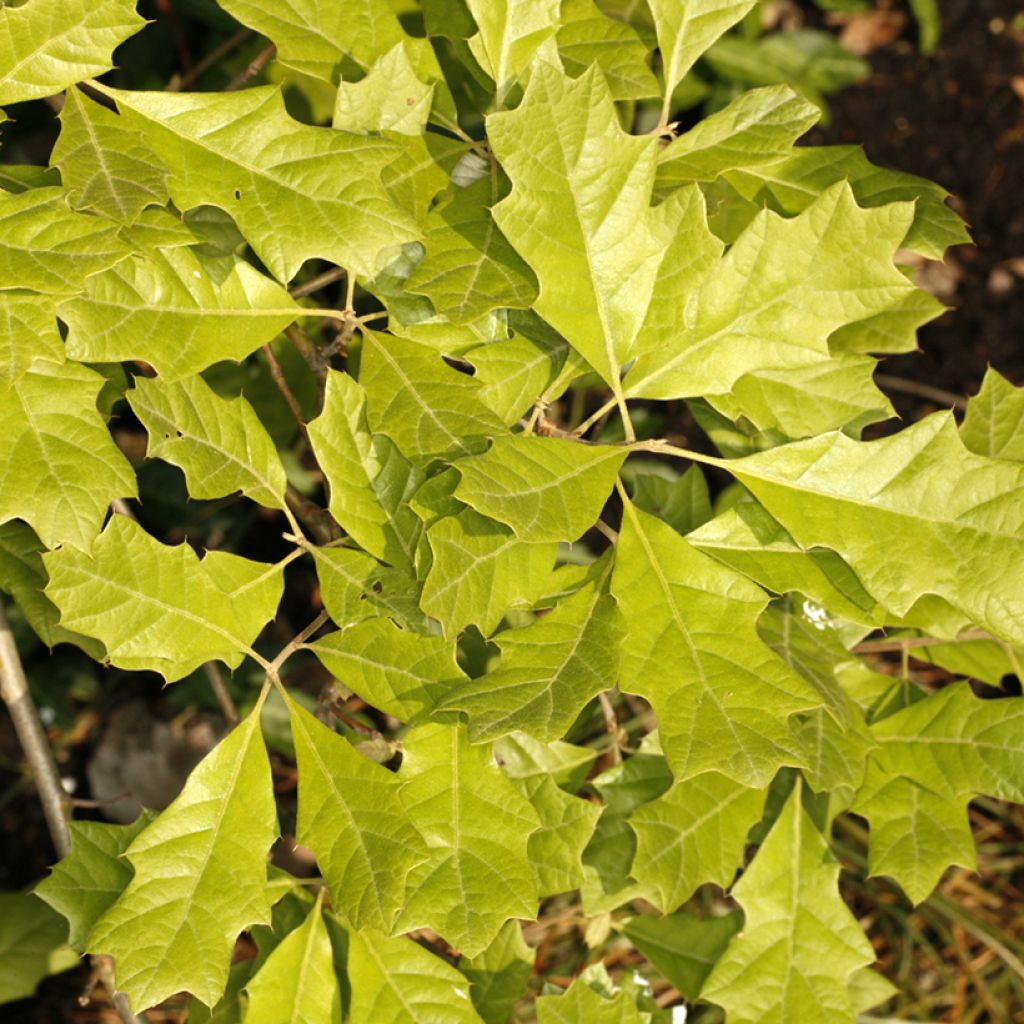 Quercus ilicifolia Tromp Ball - Roble