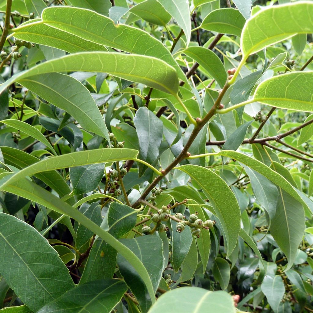 Quercus myrsinifolia - Encina de hoja de Almez