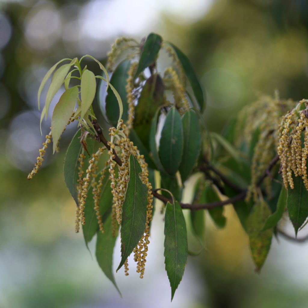 Quercus myrsinifolia - Encina de hoja de Almez