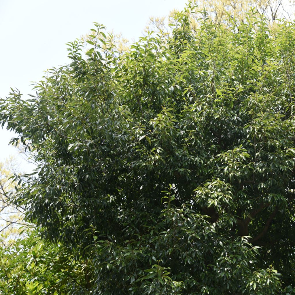 Quercus myrsinifolia - Encina de hoja de Almez