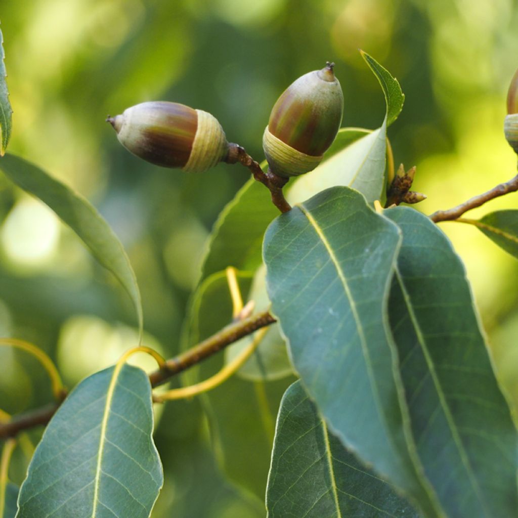 Quercus myrsinifolia - Encina de hoja de Almez