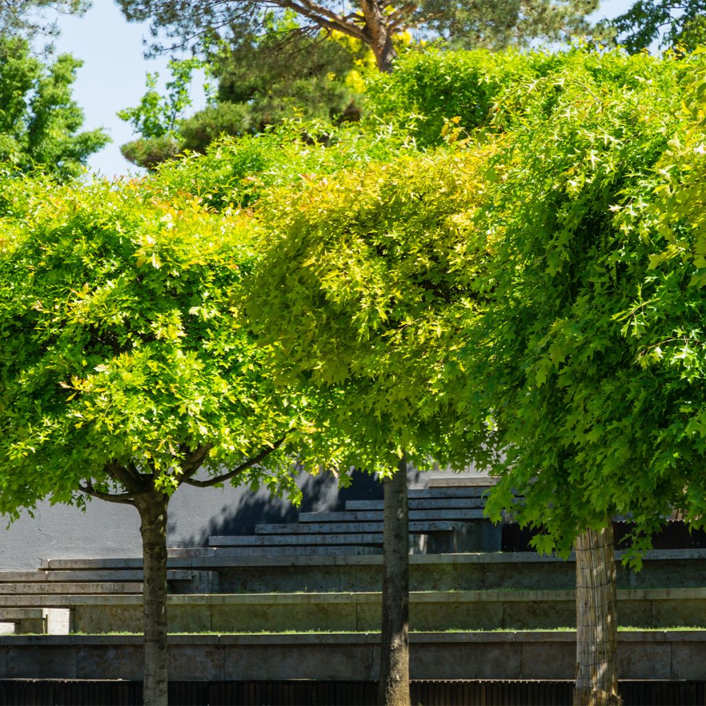 Quercus palustris Green Dwarf - Roble de los pantanos