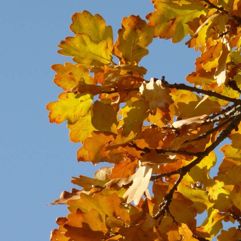 Roble albar - Quercus petraea