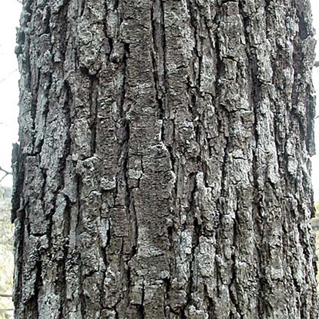 Roble albar - Quercus petraea