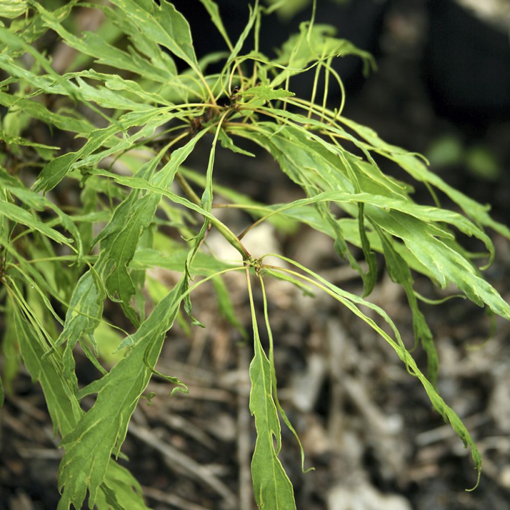 Quercus petraea Insecata - Roble albar