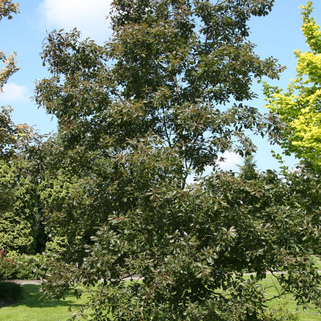 Quercus petraea Purpurea - Roble albar