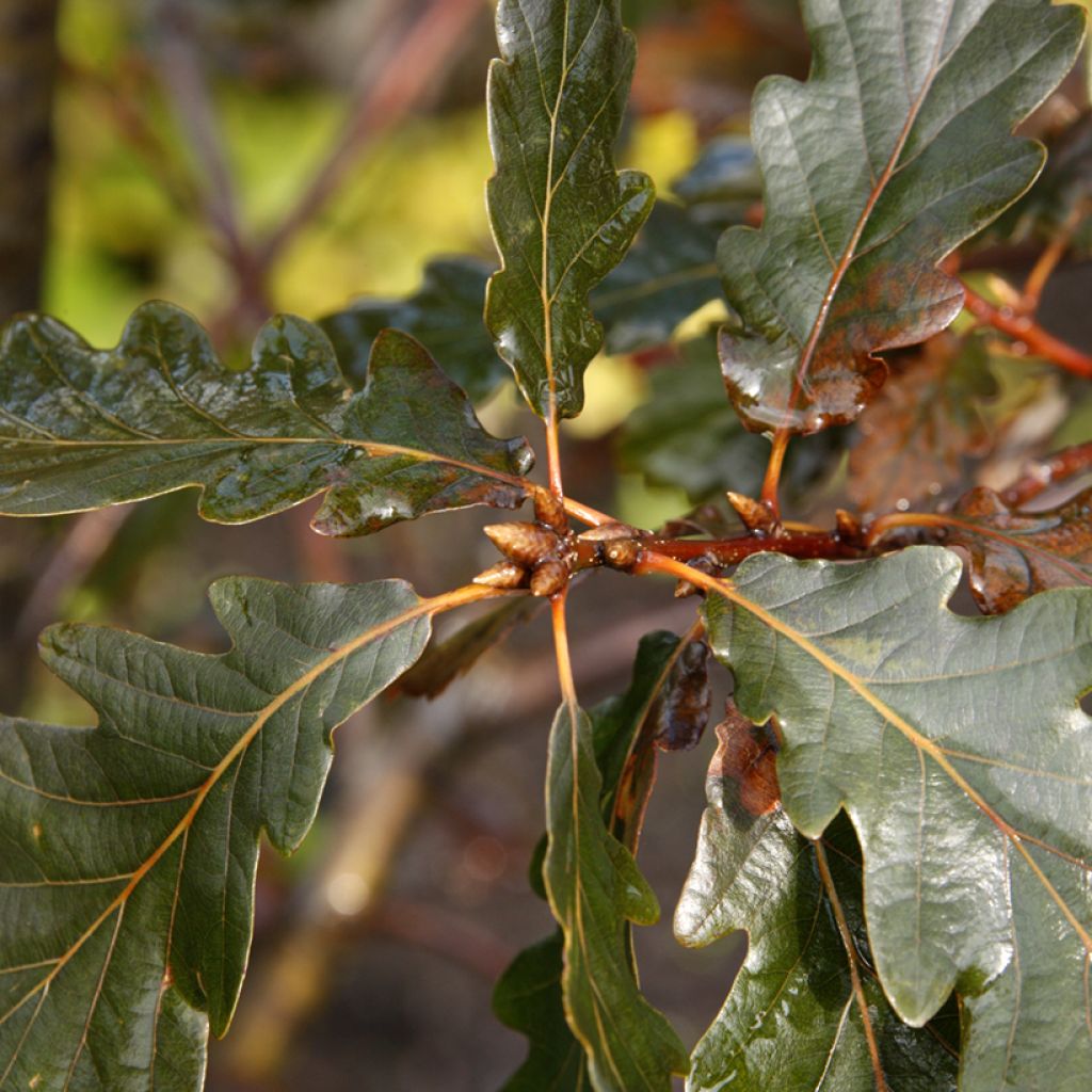 Quercus petraea Purpurea - Roble albar