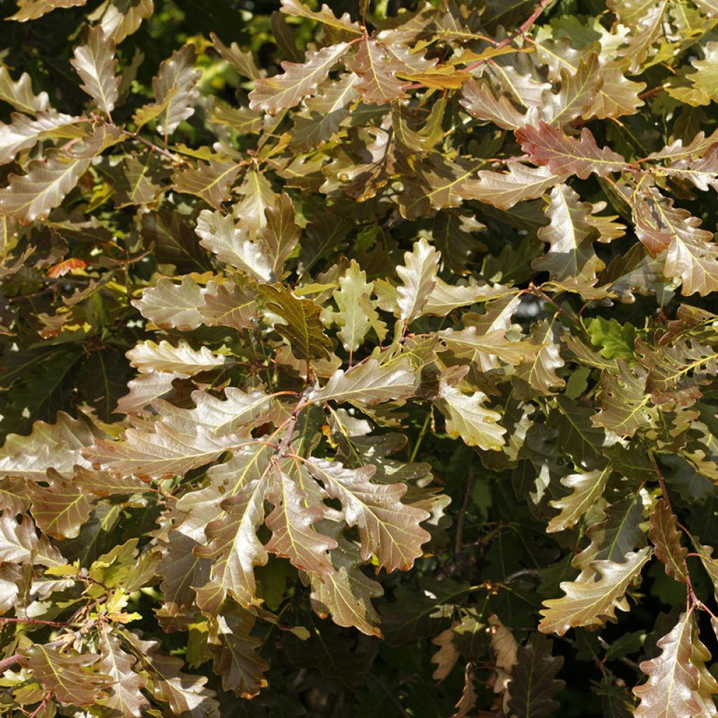 Quercus petraea Purpurea - Chêne rouvre pourpre