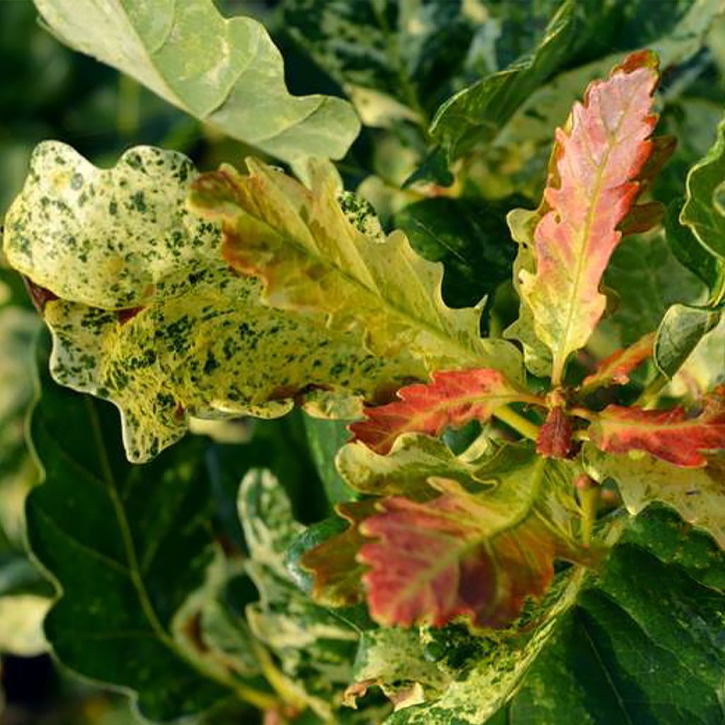 Quercus petraea Włodzimierz Seneta - Roble albar